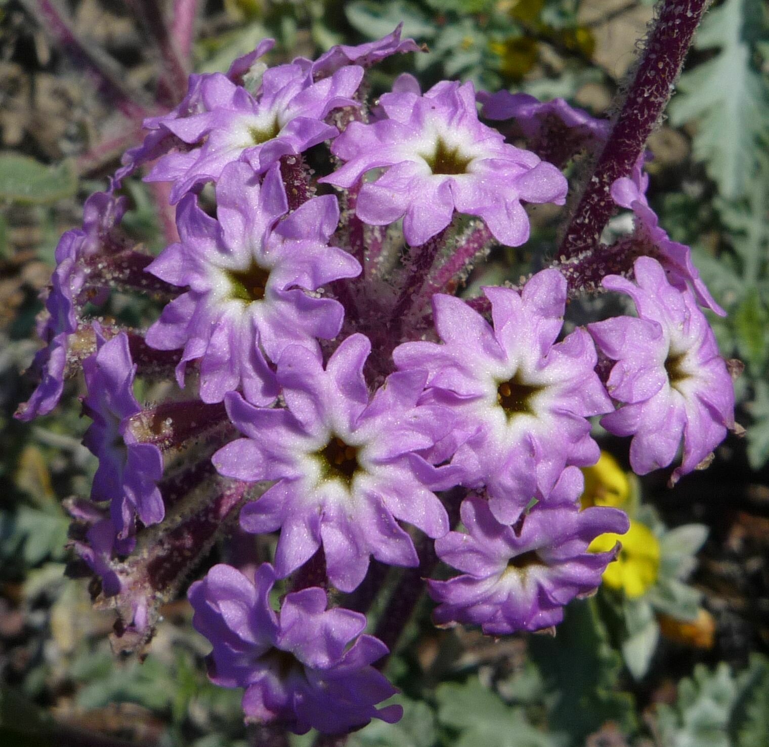 High Resolution Abronia umbellata Flower
